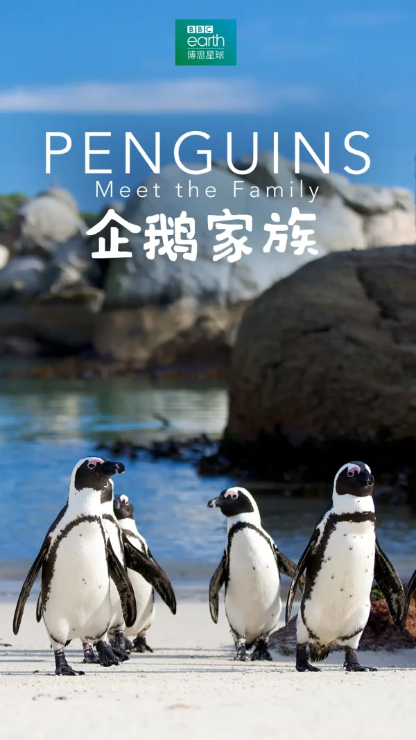 企鹅家族
